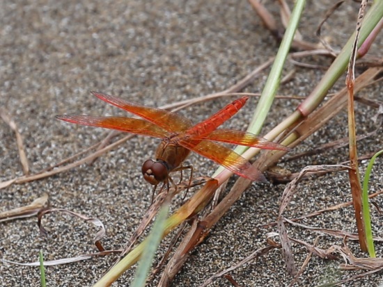 «ö¦¹¦b·sµøµ¡ÂsÄý¹Ï¤ù