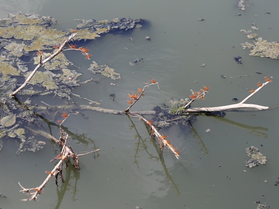 «ö¦¹¦b·sµøµ¡ÂsÄý¹Ï¤ù