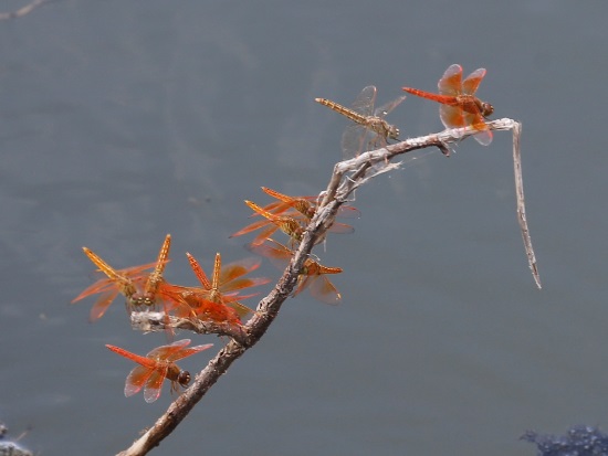 «ö¦¹¦b·sµøµ¡ÂsÄý¹Ï¤ù