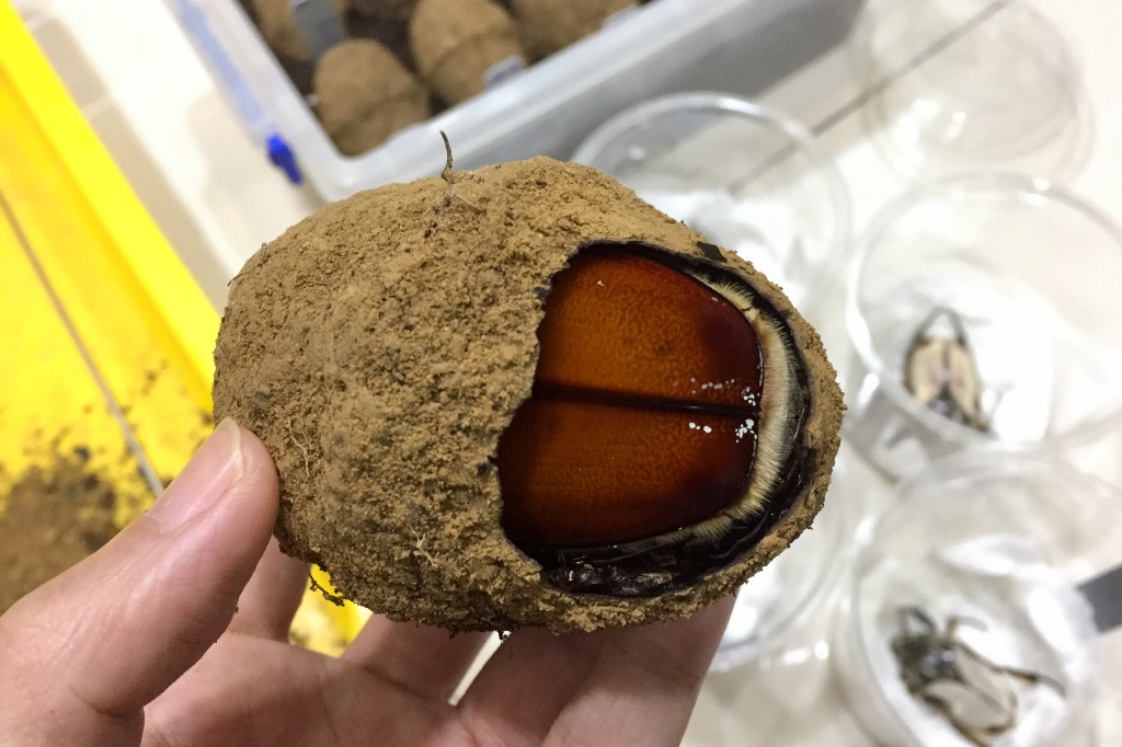 «ö¦¹¦b·sµøµ¡ÂsÄý¹Ï¤ù