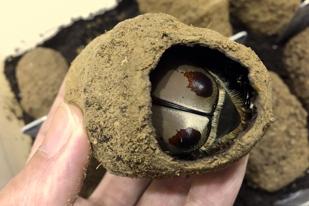 «ö¦¹¦b·sµøµ¡ÂsÄý¹Ï¤ù