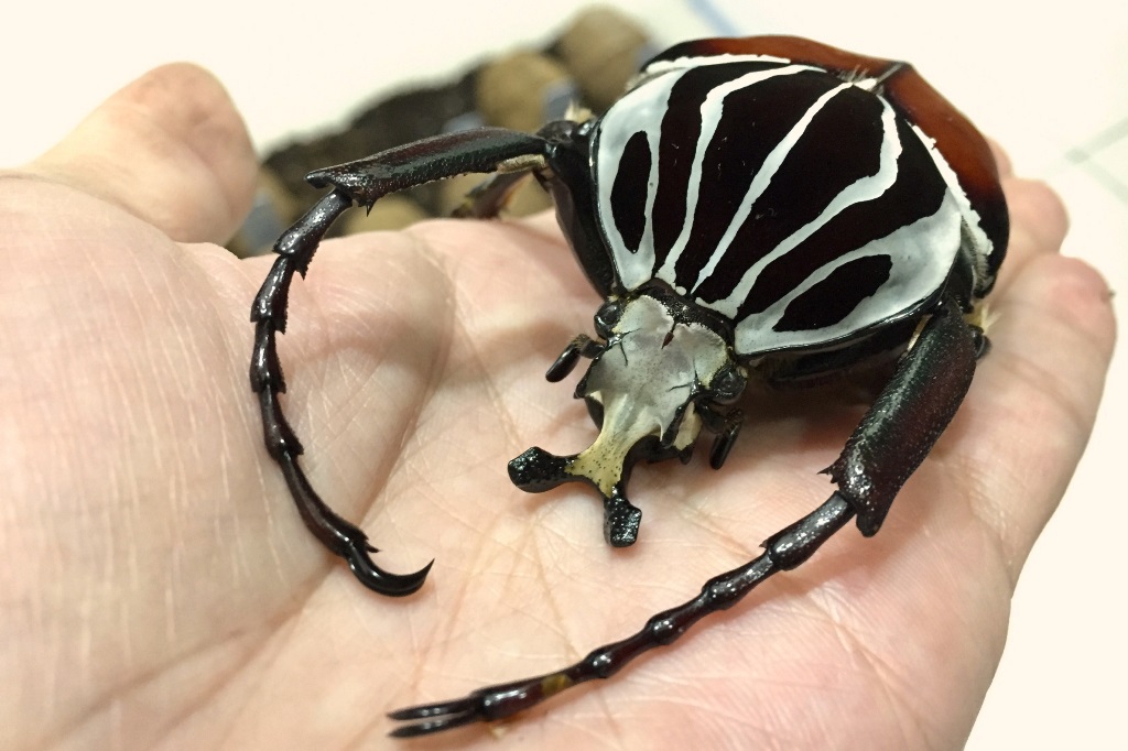 «ö¦¹¦b·sµøµ¡ÂsÄý¹Ï¤ù