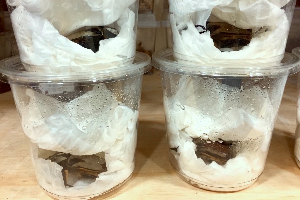 «ö¦¹¦b·sµøµ¡ÂsÄý¹Ï¤ù