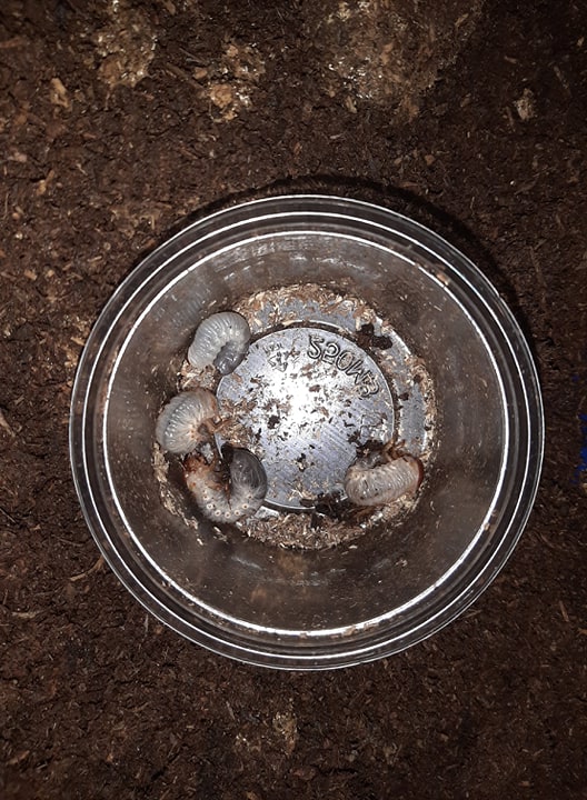 «ö¦¹¦b·sµøµ¡ÂsÄý¹Ï¤ù