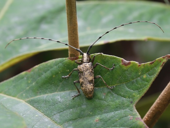 «ö¦¹¦b·sµøµ¡ÂsÄý¹Ï¤ù