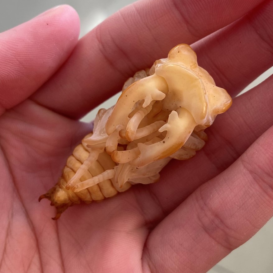 按此在新視窗瀏覽圖片