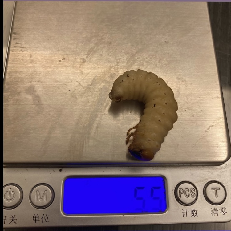 按此在新視窗瀏覽圖片