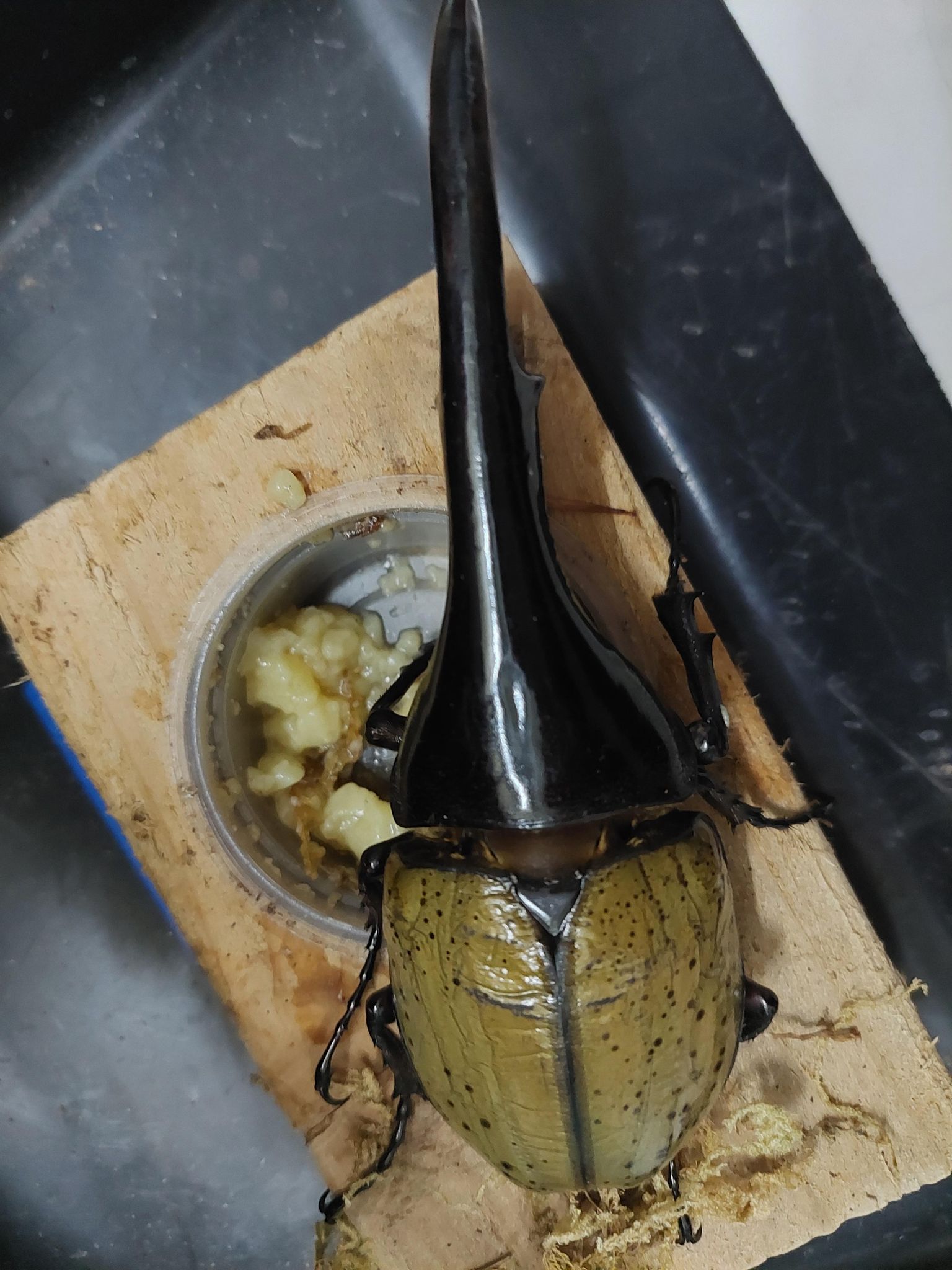 «ö¦¹¦b·sµøµ¡ÂsÄý¹Ï¤ù