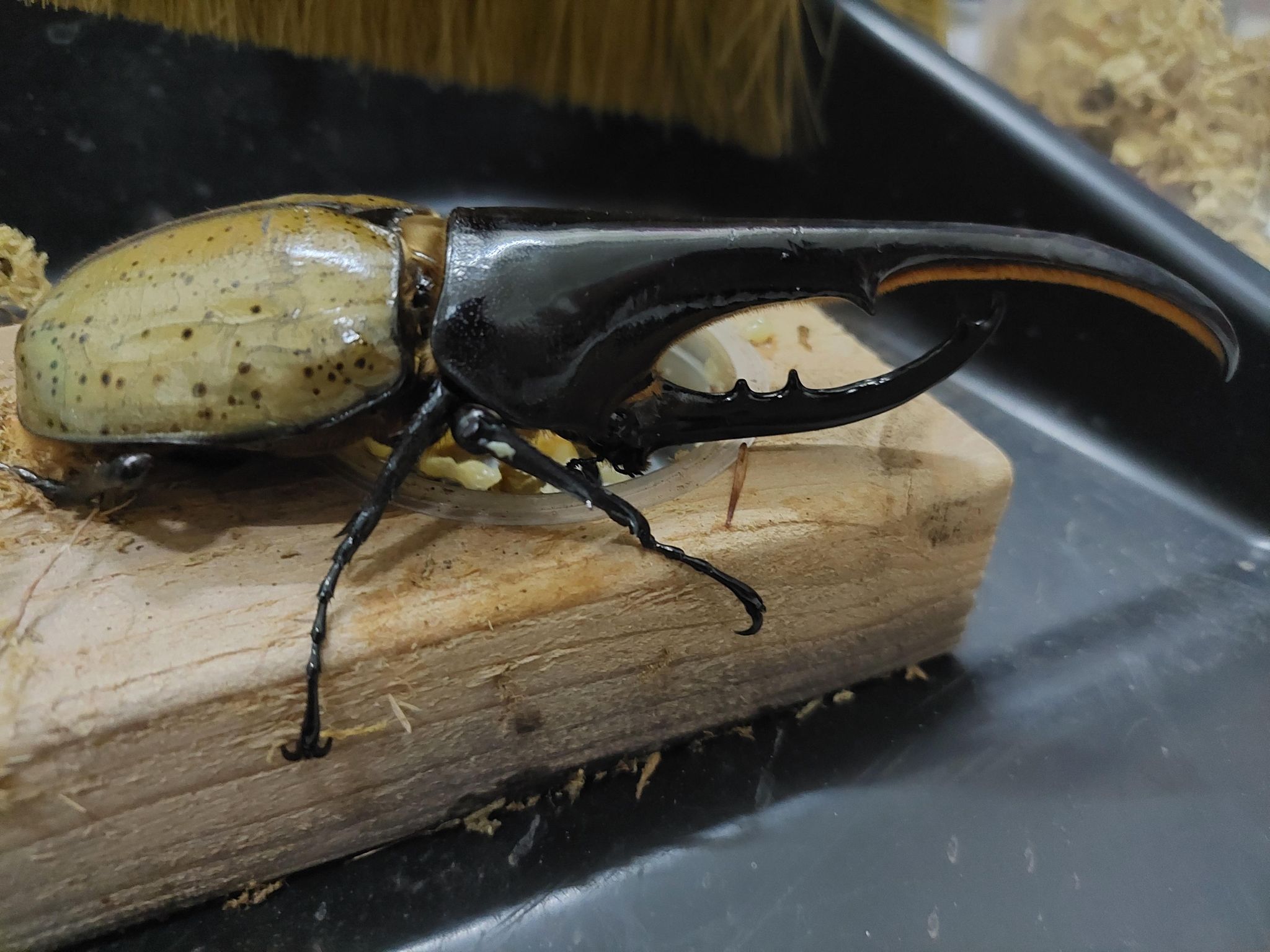 «ö¦¹¦b·sµøµ¡ÂsÄý¹Ï¤ù