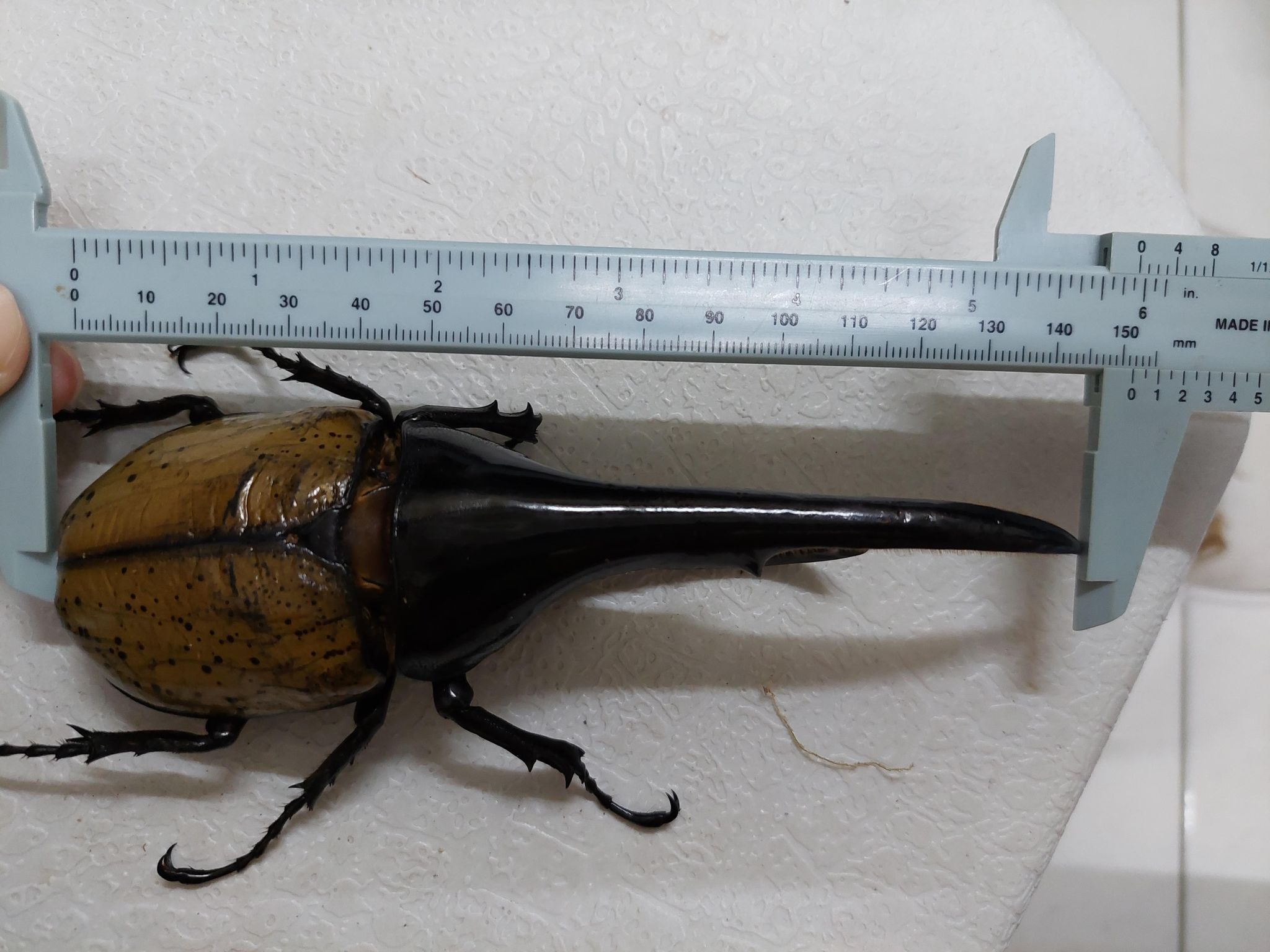 «ö¦¹¦b·sµøµ¡ÂsÄý¹Ï¤ù