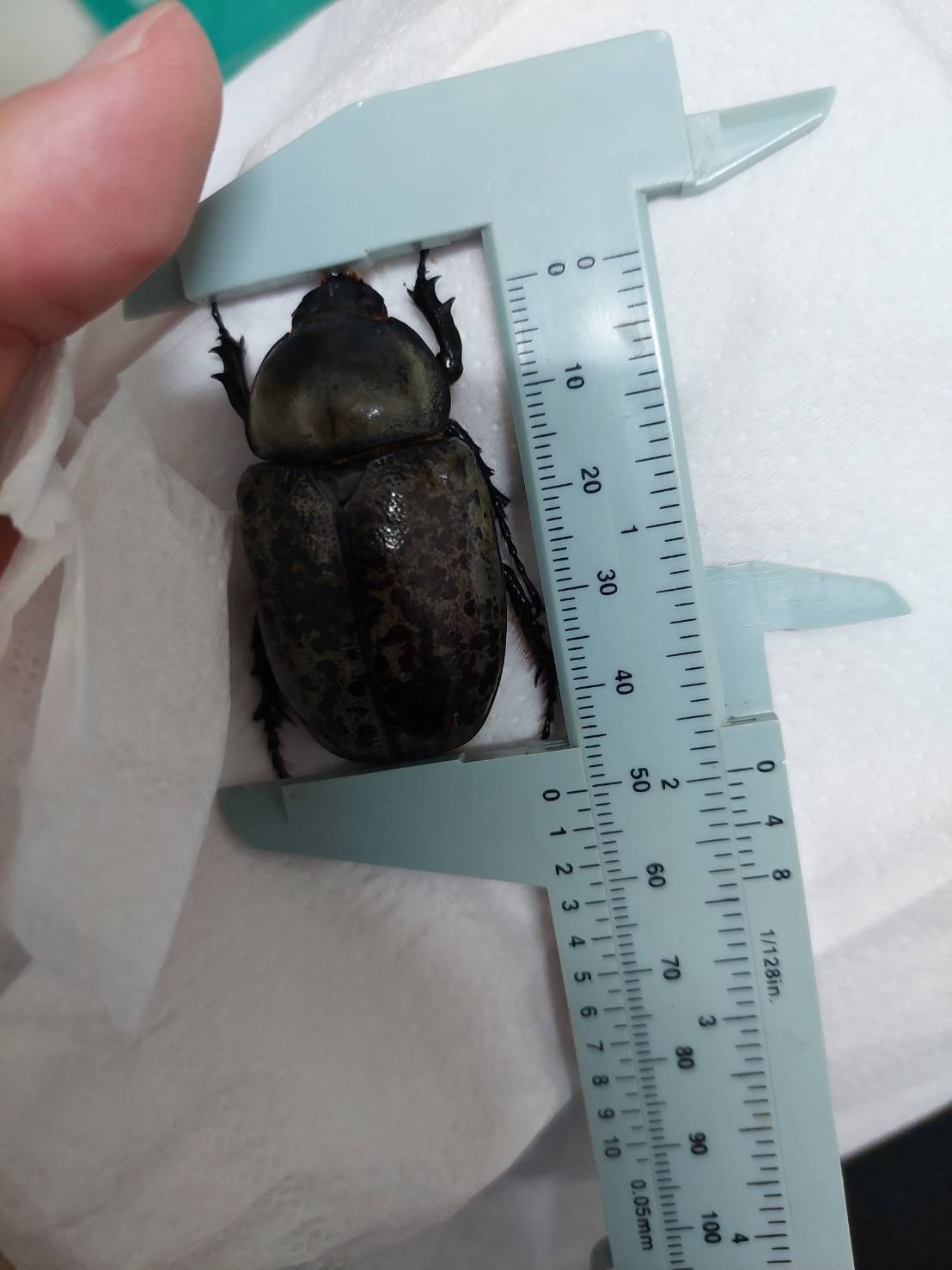 «ö¦¹¦b·sµøµ¡ÂsÄý¹Ï¤ù