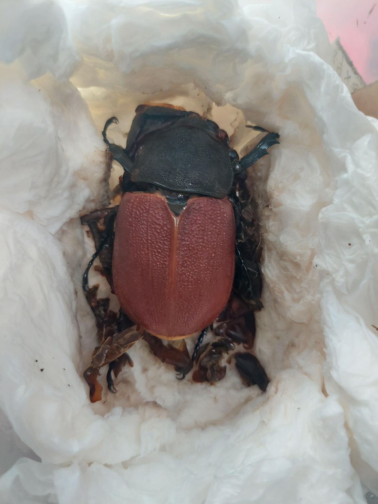 «ö¦¹¦b·sµøµ¡ÂsÄý¹Ï¤ù