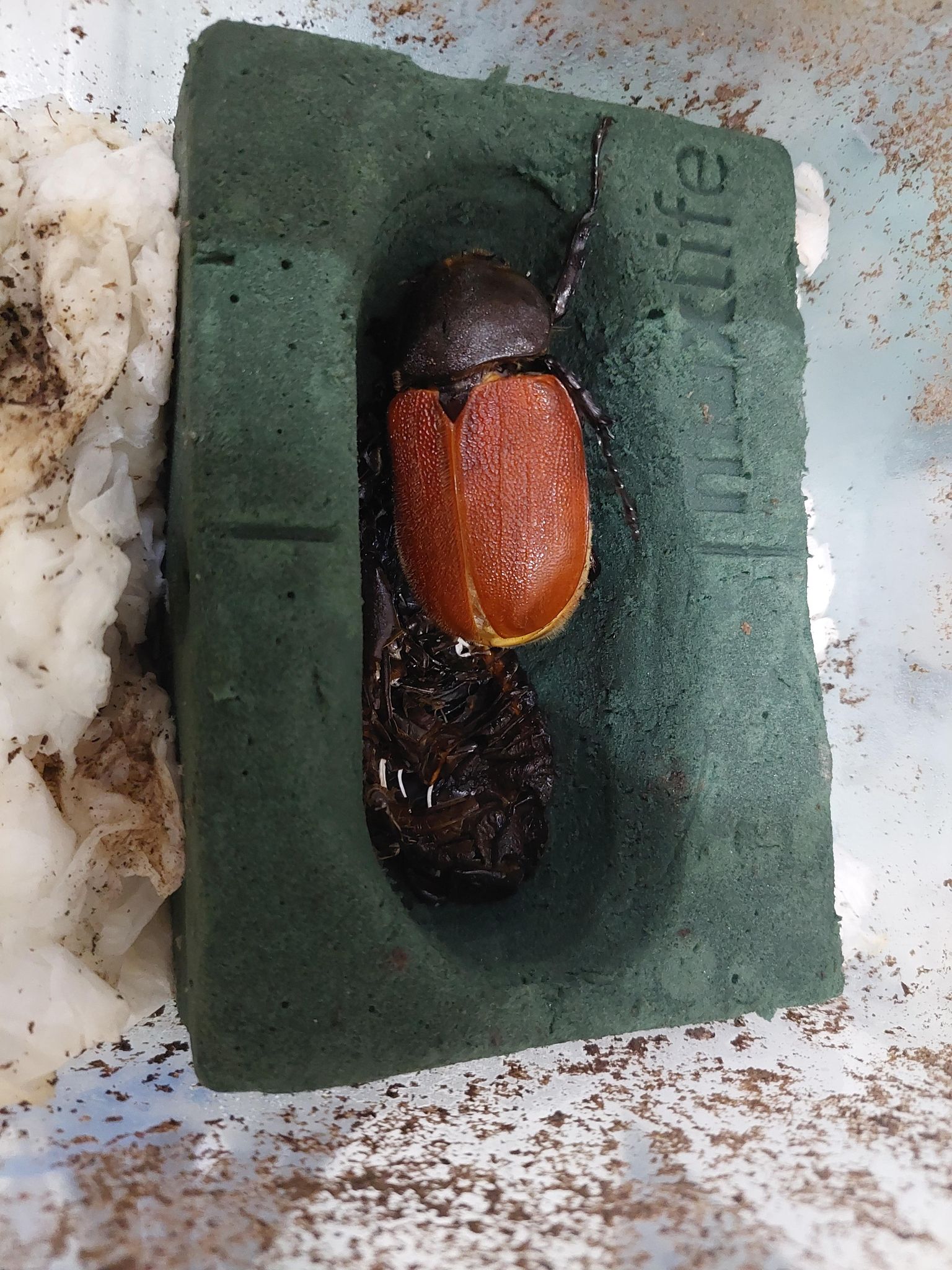 «ö¦¹¦b·sµøµ¡ÂsÄý¹Ï¤ù