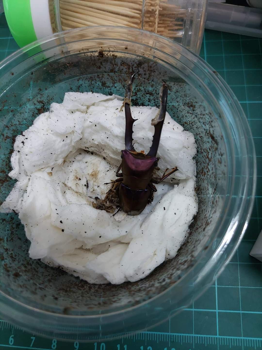 «ö¦¹¦b·sµøµ¡ÂsÄý¹Ï¤ù