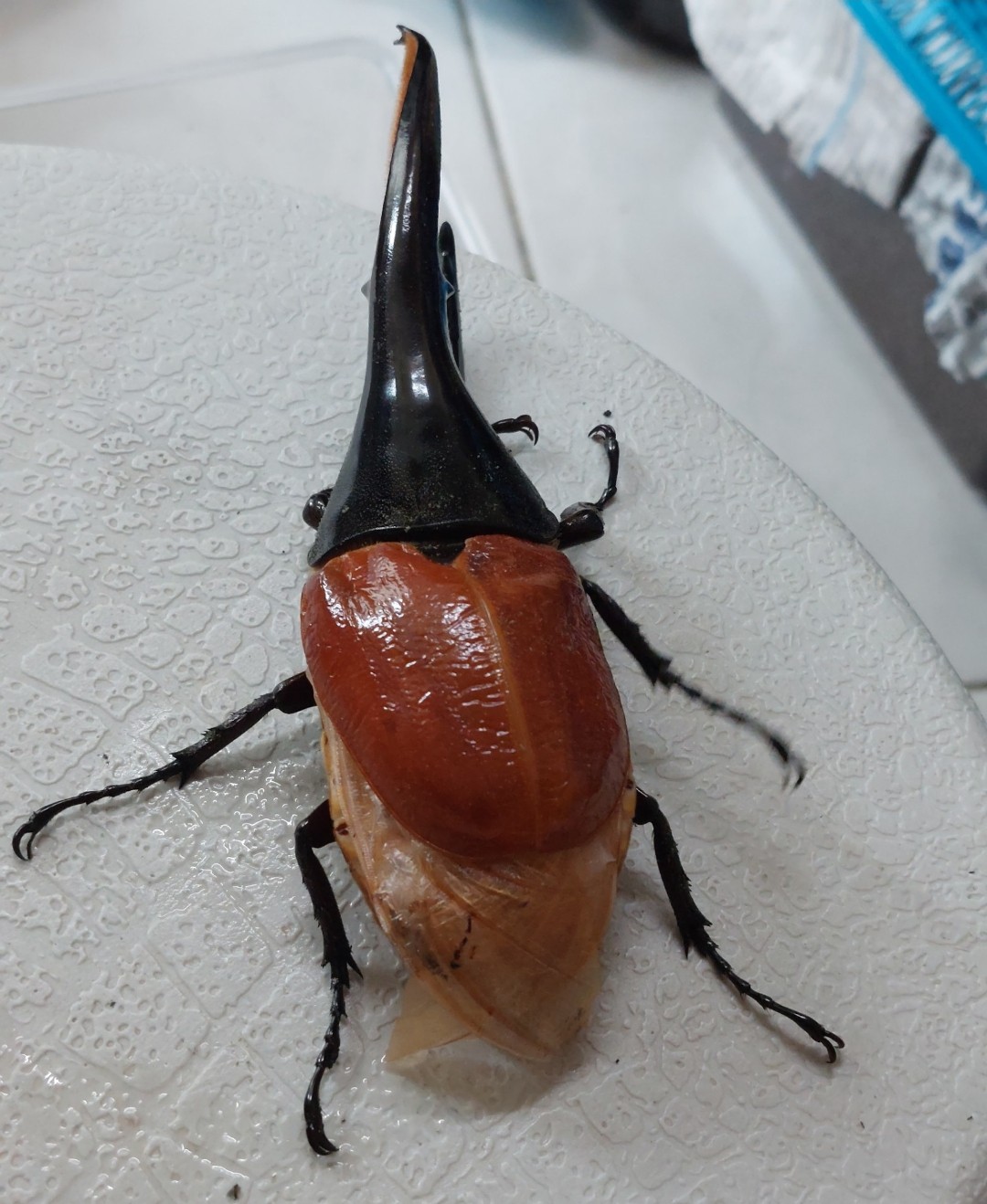 «ö¦¹¦b·sµøµ¡ÂsÄý¹Ï¤ù