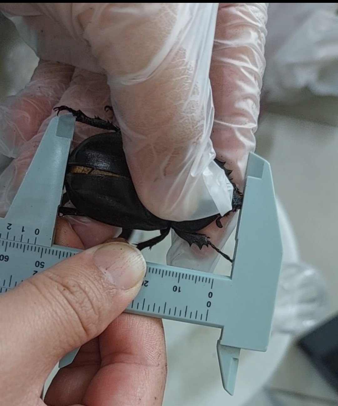 «ö¦¹¦b·sµøµ¡ÂsÄý¹Ï¤ù