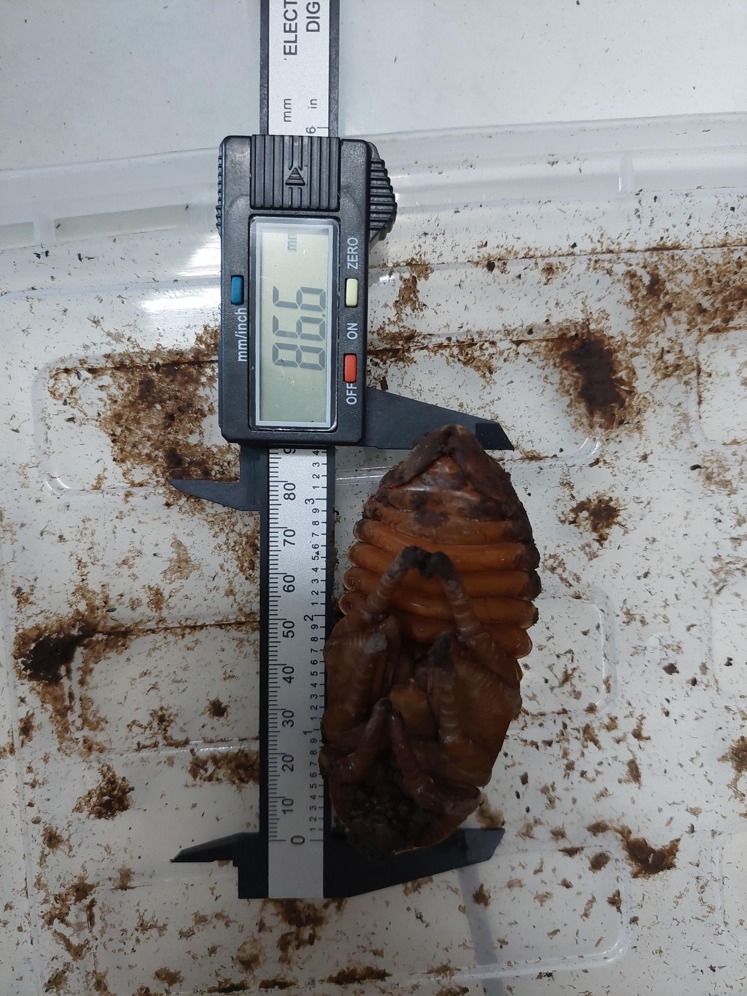 «ö¦¹¦b·sµøµ¡ÂsÄý¹Ï¤ù