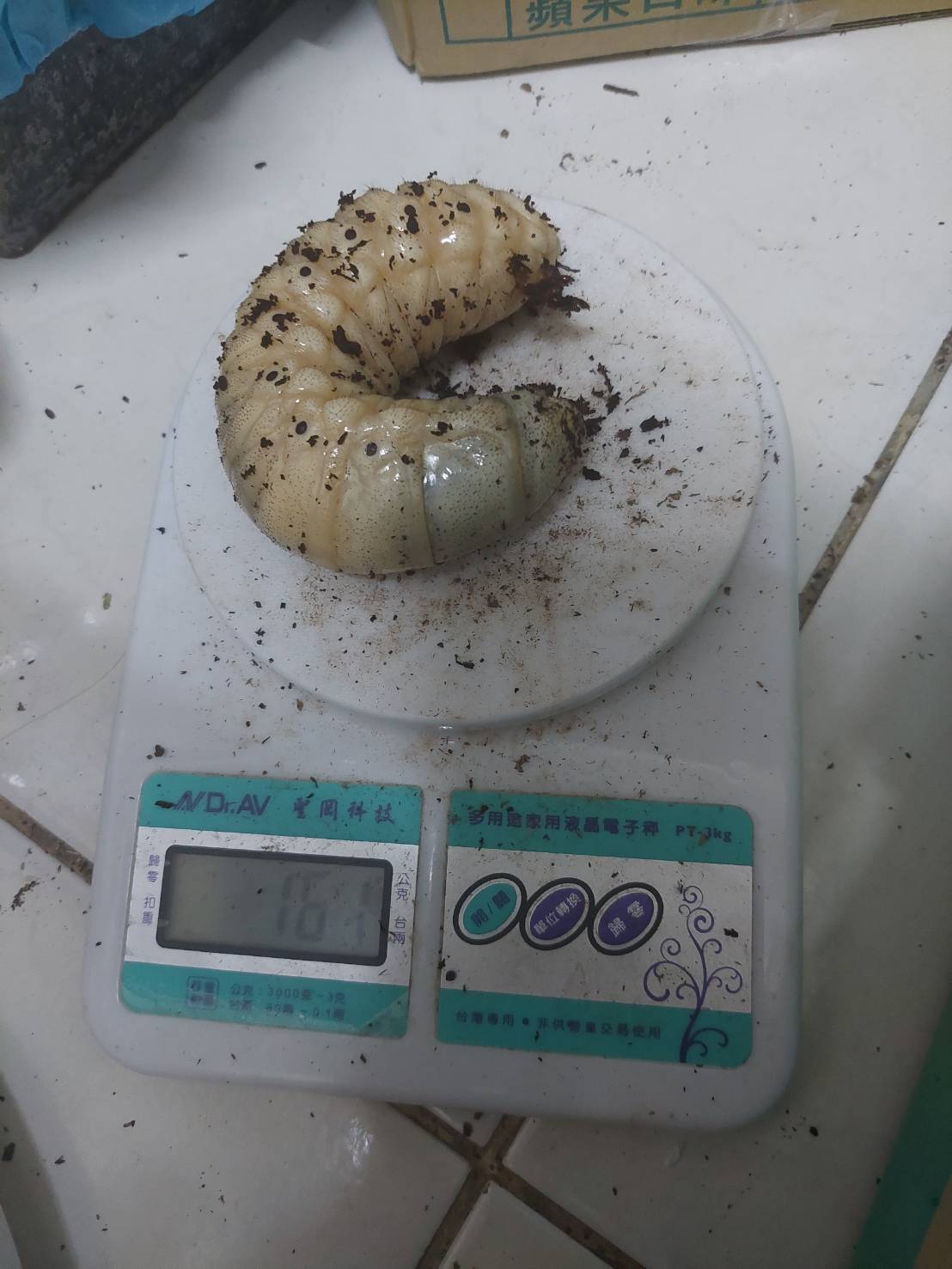 «ö¦¹¦b·sµøµ¡ÂsÄý¹Ï¤ù