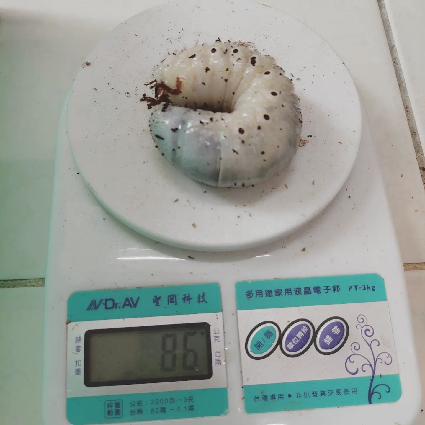 «ö¦¹¦b·sµøµ¡ÂsÄý¹Ï¤ù