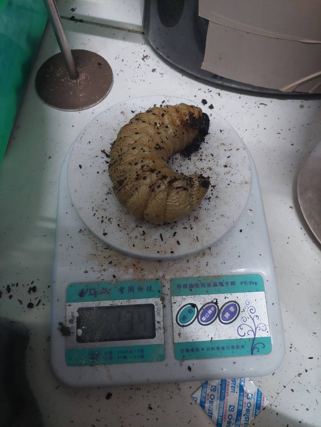 «ö¦¹¦b·sµøµ¡ÂsÄý¹Ï¤ù