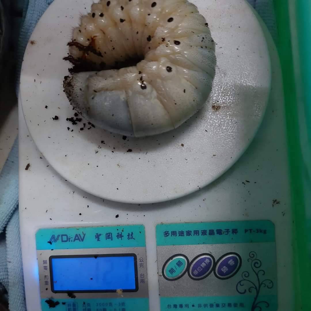 «ö¦¹¦b·sµøµ¡ÂsÄý¹Ï¤ù