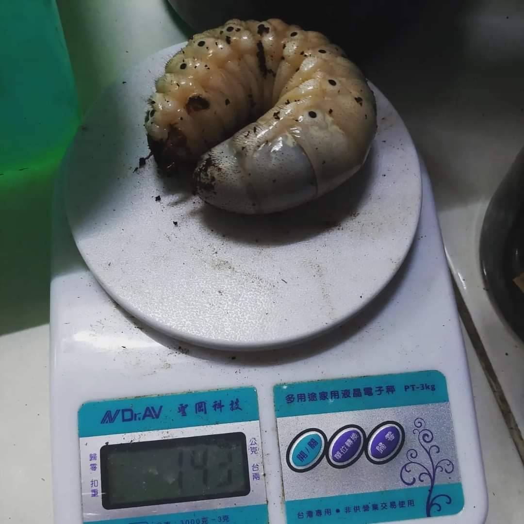 «ö¦¹¦b·sµøµ¡ÂsÄý¹Ï¤ù