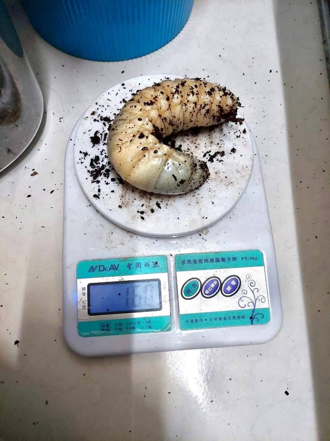 «ö¦¹¦b·sµøµ¡ÂsÄý¹Ï¤ù