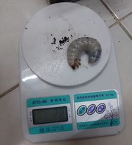 «ö¦¹¦b·sµøµ¡ÂsÄý¹Ï¤ù