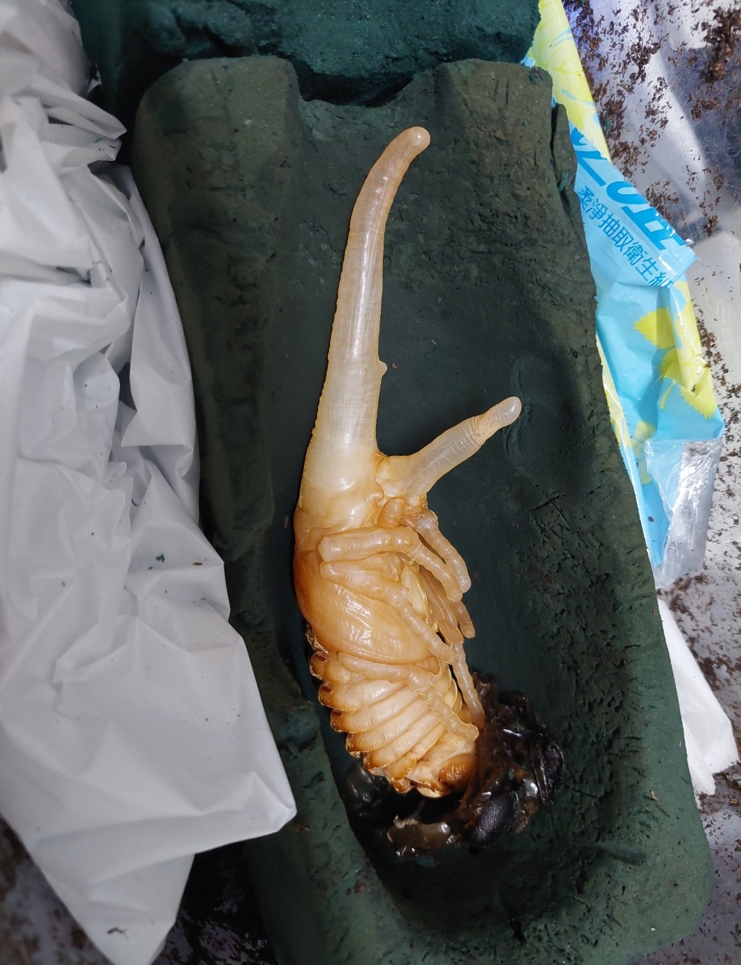 «ö¦¹¦b·sµøµ¡ÂsÄý¹Ï¤ù