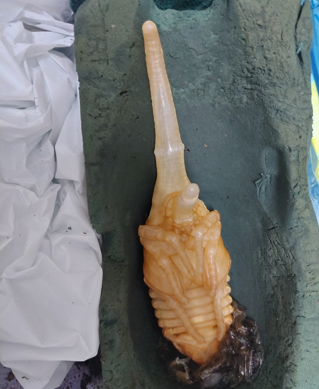 «ö¦¹¦b·sµøµ¡ÂsÄý¹Ï¤ù