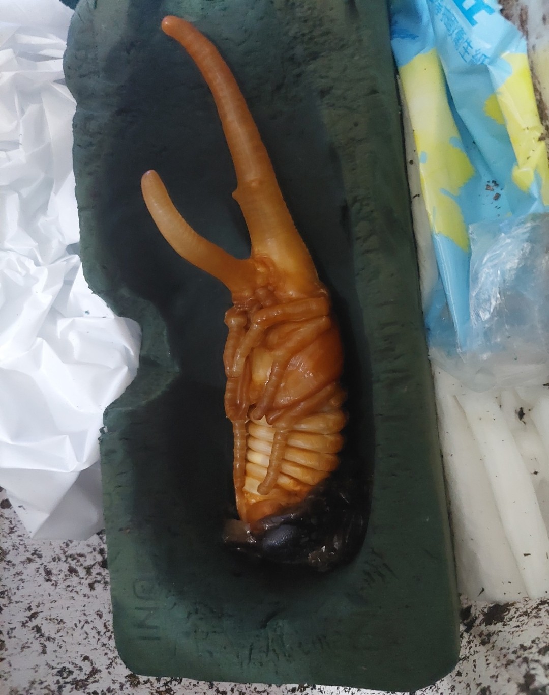 «ö¦¹¦b·sµøµ¡ÂsÄý¹Ï¤ù