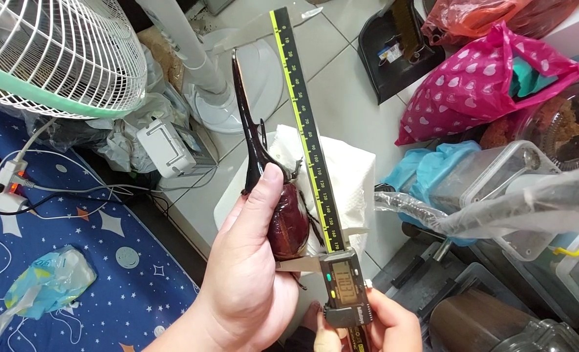 «ö¦¹¦b·sµøµ¡ÂsÄý¹Ï¤ù