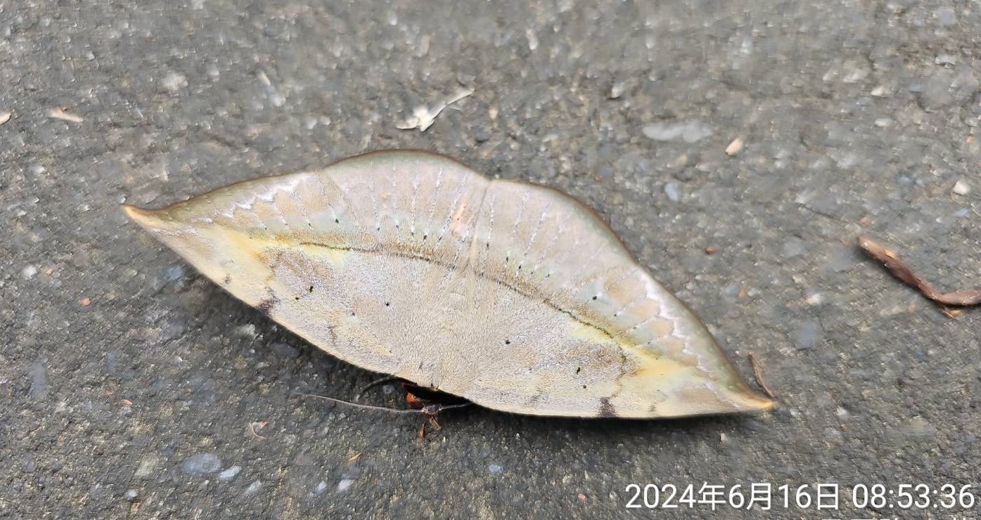 «ö¦¹¦b·sµøµ¡ÂsÄý¹Ï¤ù