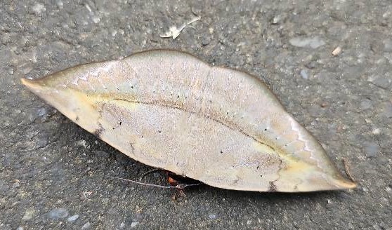 «ö¦¹¦b·sµøµ¡ÂsÄý¹Ï¤ù