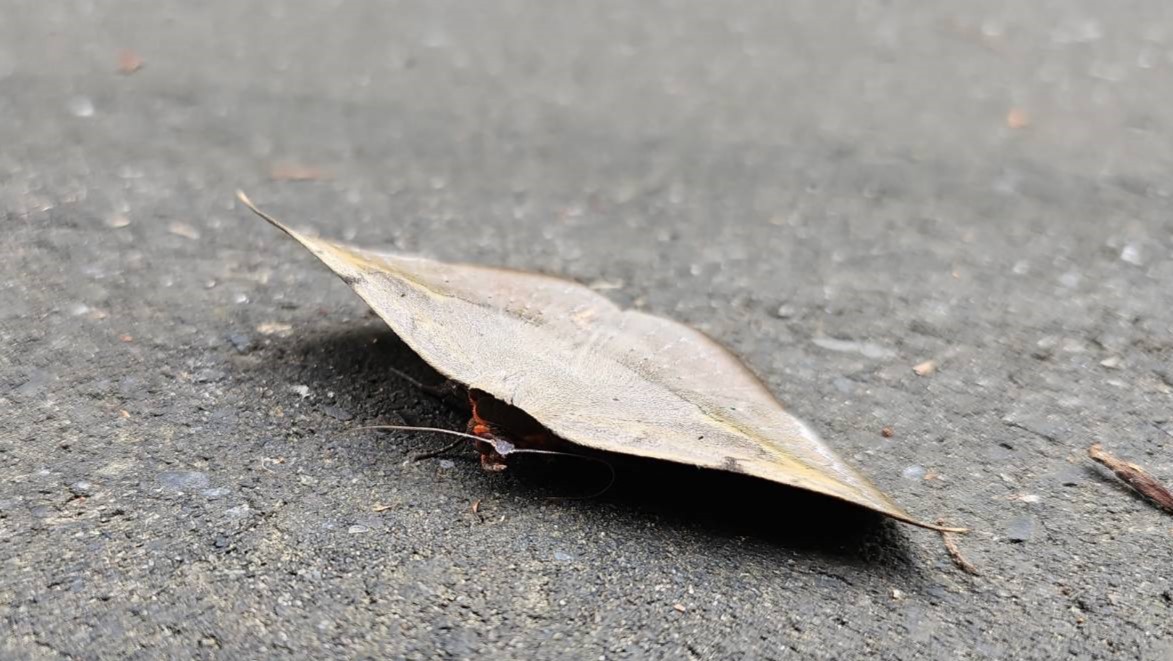 «ö¦¹¦b·sµøµ¡ÂsÄý¹Ï¤ù