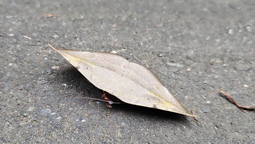 «ö¦¹¦b·sµøµ¡ÂsÄý¹Ï¤ù