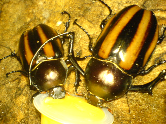 按此在新視窗瀏覽圖片