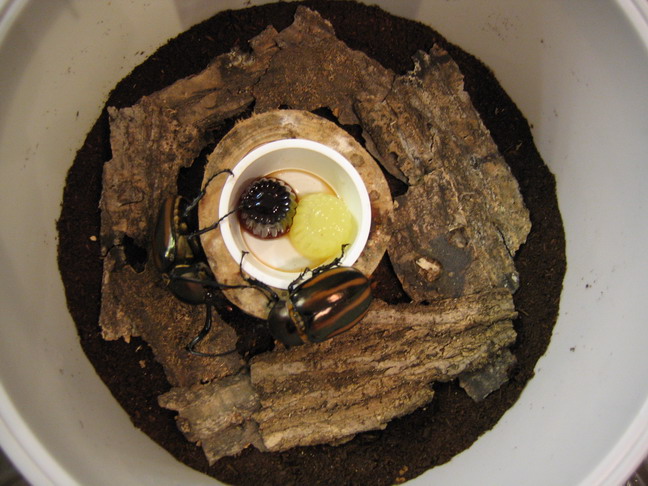 按此在新視窗瀏覽圖片