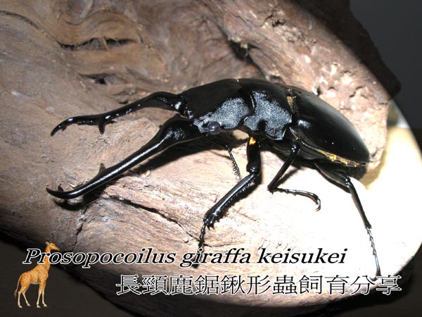 «ö¦¹¦b·sµøµ¡ÂsÄý¹Ï¤ù