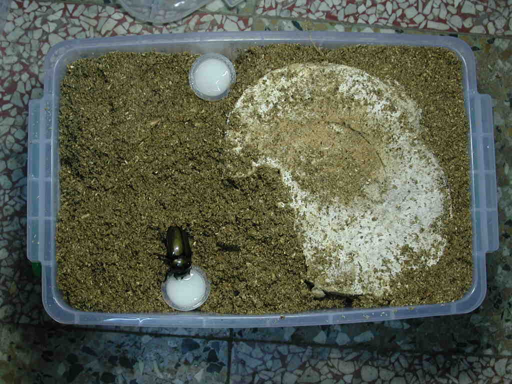按此在新視窗瀏覽圖片