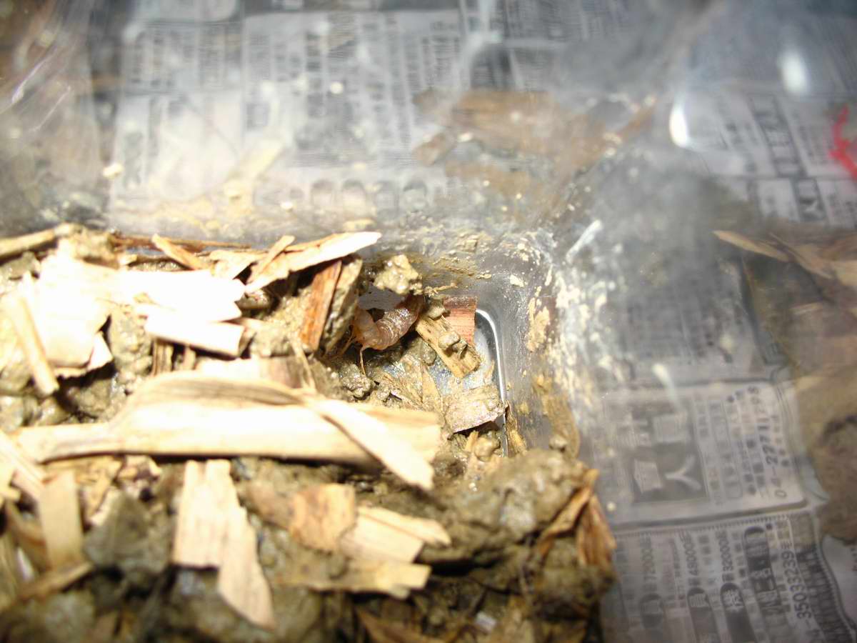 按此在新視窗瀏覽圖片