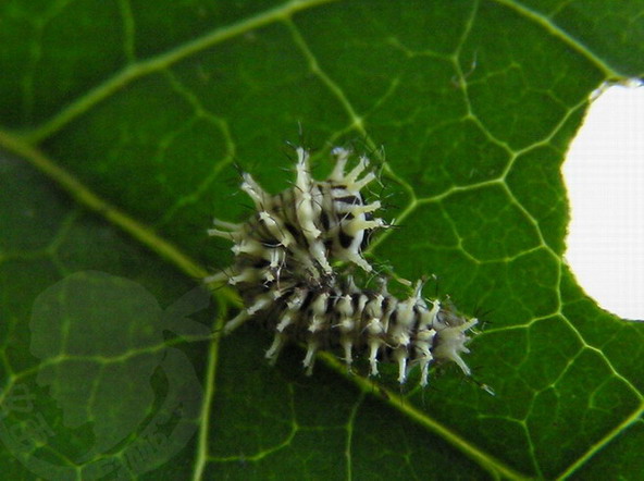 按此在新視窗瀏覽圖片