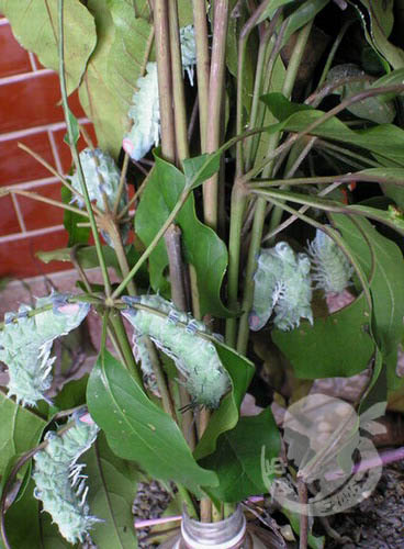 按此在新視窗瀏覽圖片