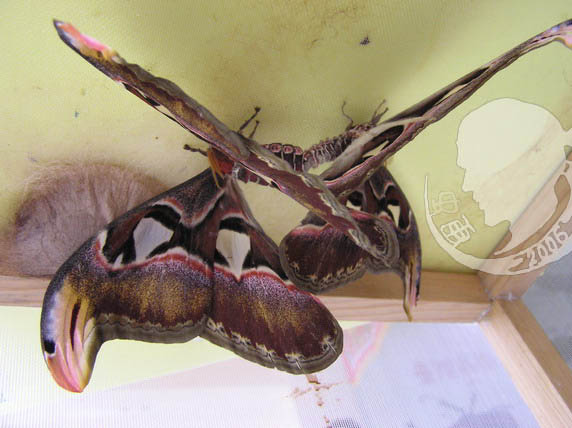 按此在新視窗瀏覽圖片