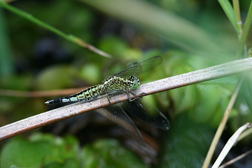 按此在新視窗瀏覽圖片