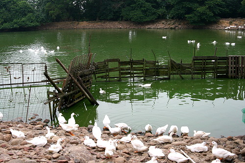 按此在新視窗瀏覽圖片