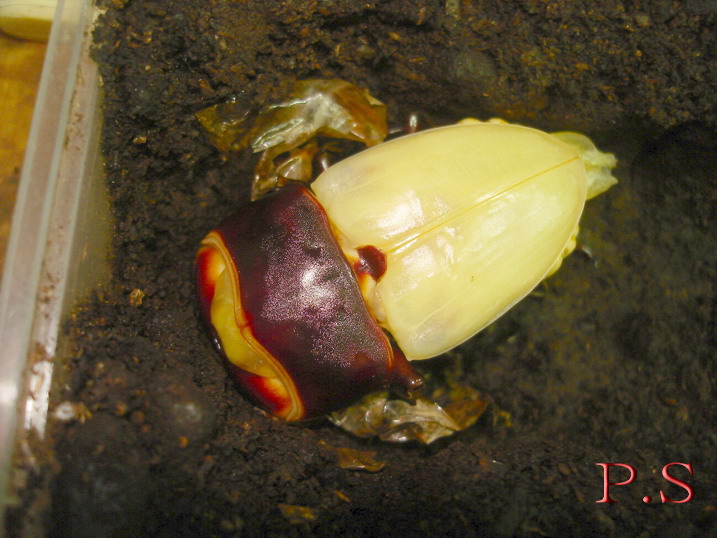 按此在新視窗瀏覽圖片