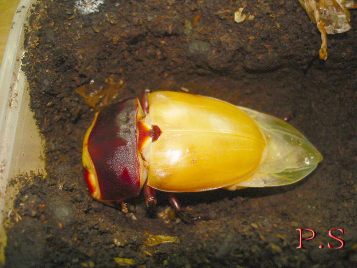 按此在新視窗瀏覽圖片