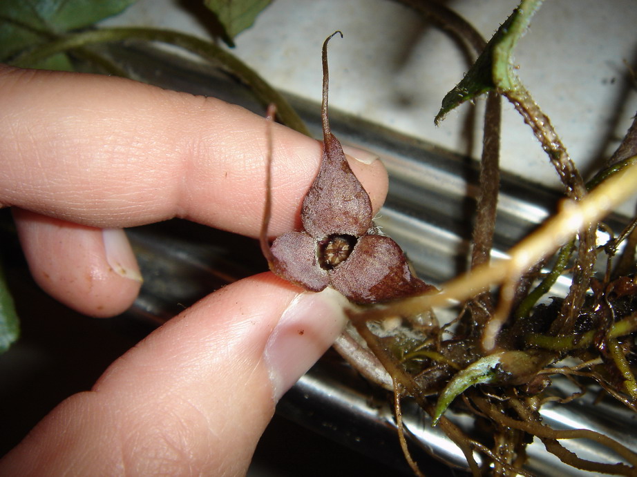 «ö¦¹¦b·sµøµ¡ÂsÄý¹Ï¤ù