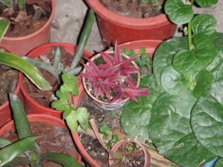 «ö¦¹¦b·sµøµ¡ÂsÄý¹Ï¤ù